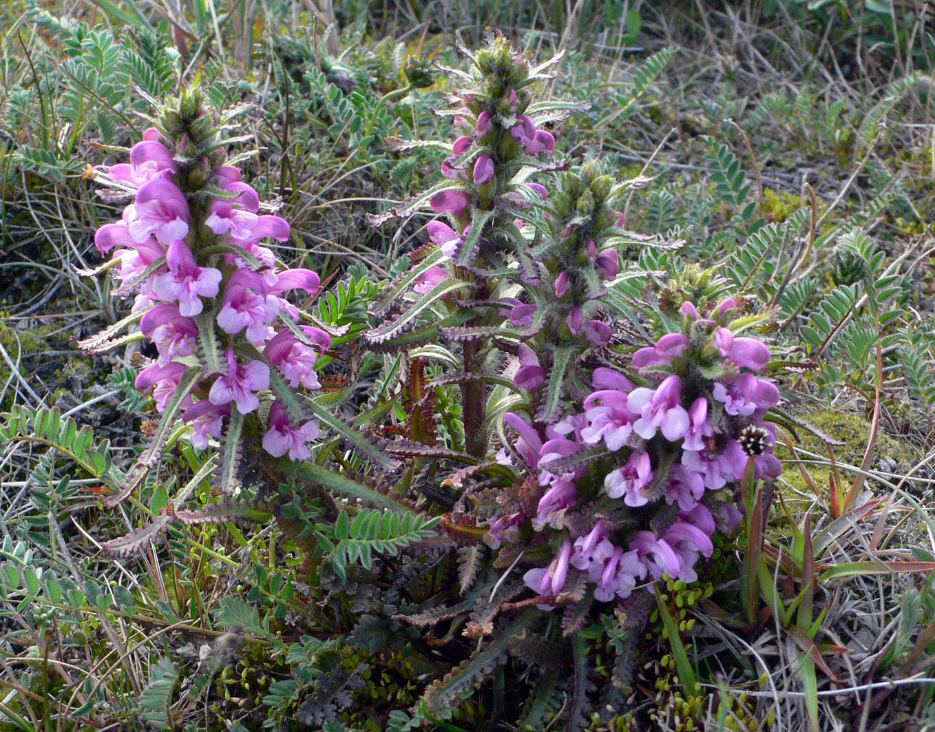 Изображение особи Pedicularis langsdorfii.