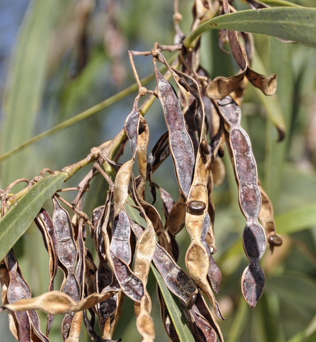 Image of genus Acacia specimen.