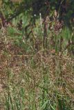 genus Agrostis. Соцветия. Крым, Севастополь, Сарандинакина балка. 30.06.2018.