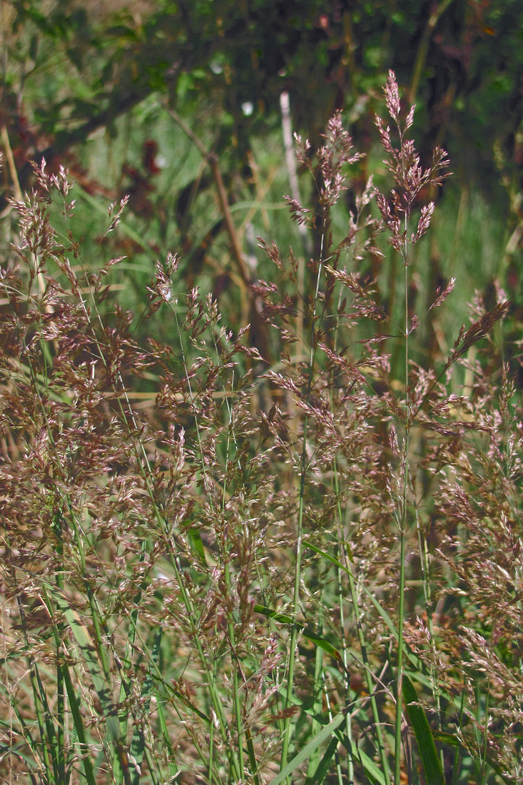 Image of genus Agrostis specimen.