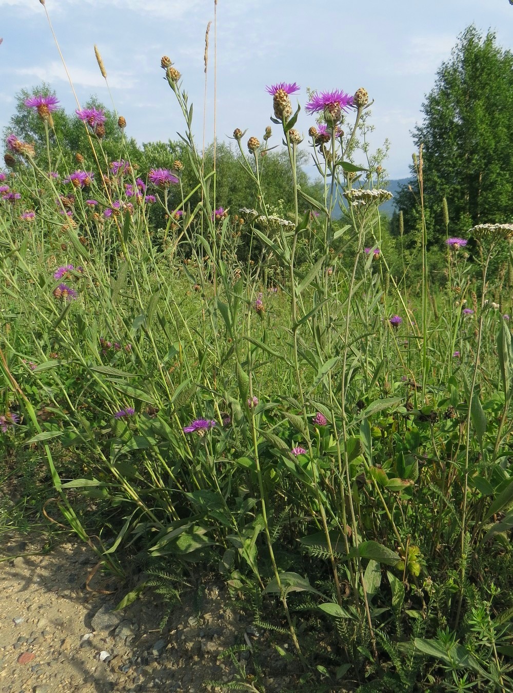 Изображение особи Centaurea jacea.