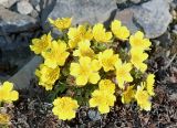 Potentilla pulviniformis