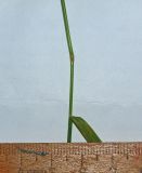 Смотреть изображение Agrostis tenuis