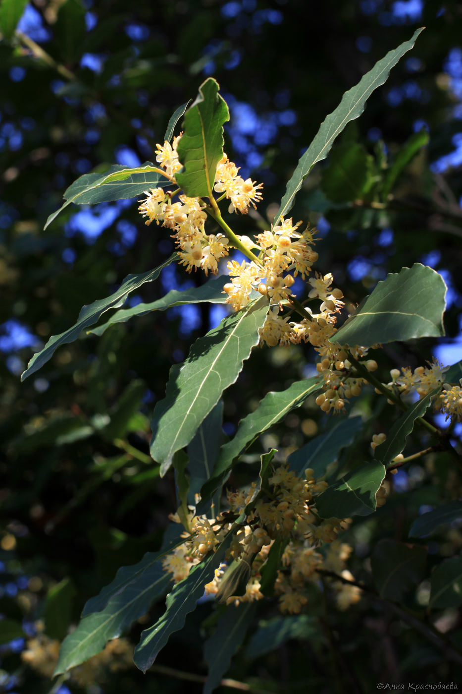 Image of Laurus nobilis specimen.