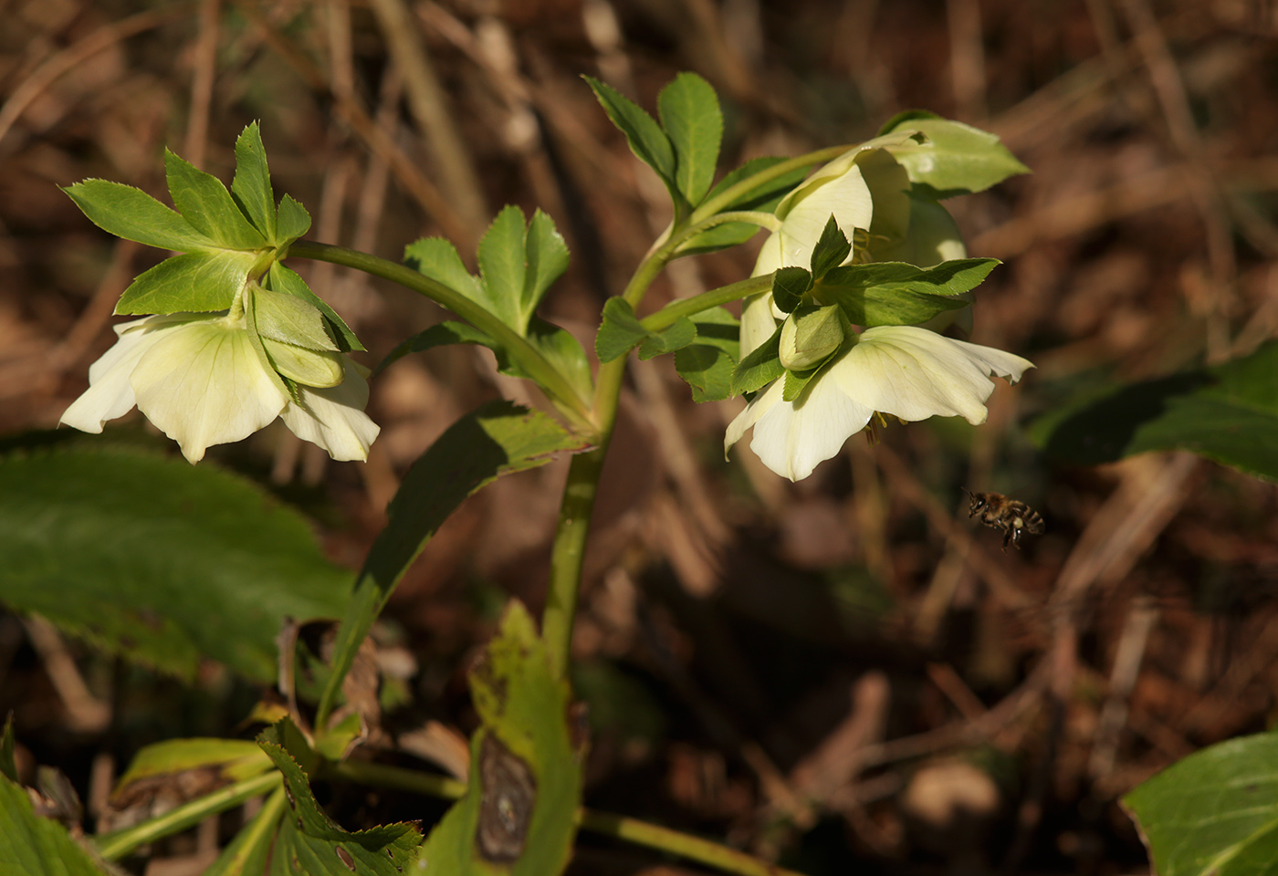 Image of Helleborus caucasicus specimen.