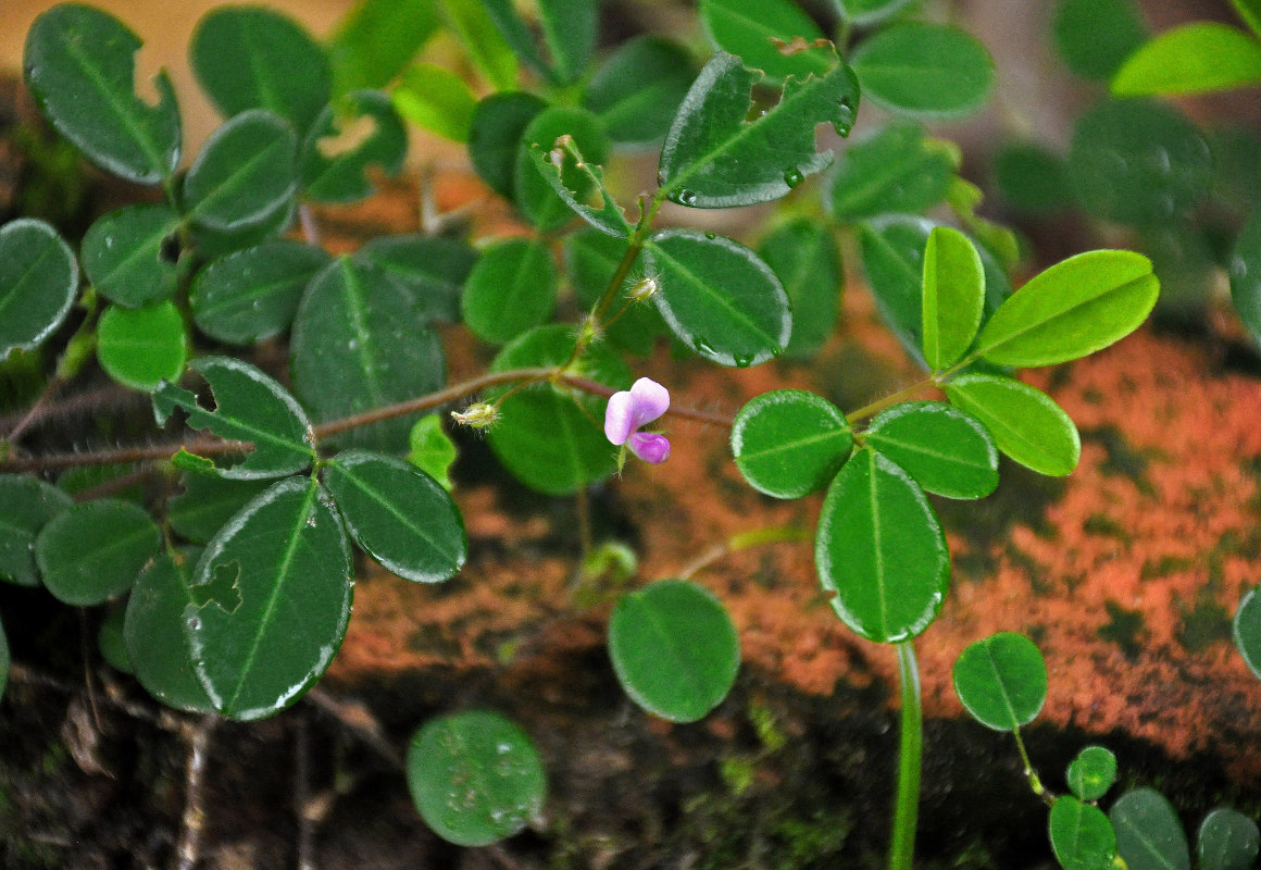 Image of Desmodium heterophyllum specimen.