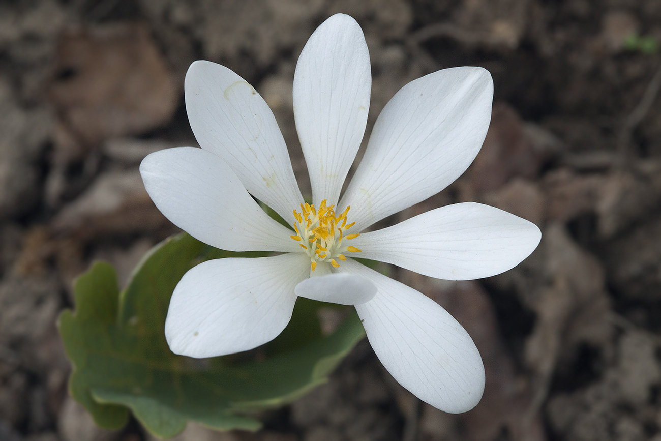 Изображение особи Sanguinaria canadensis.