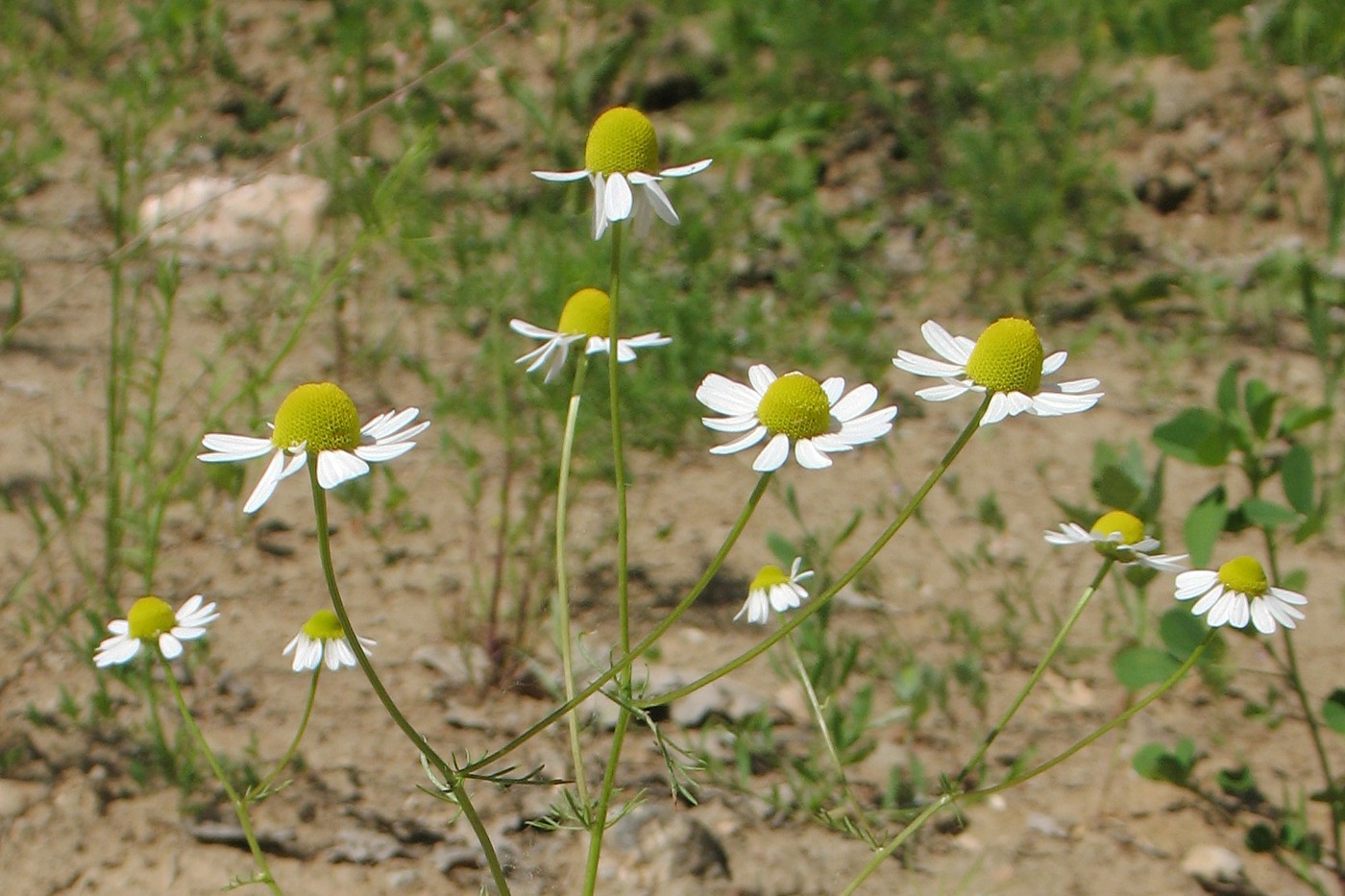 Image of Matricaria recutita specimen.