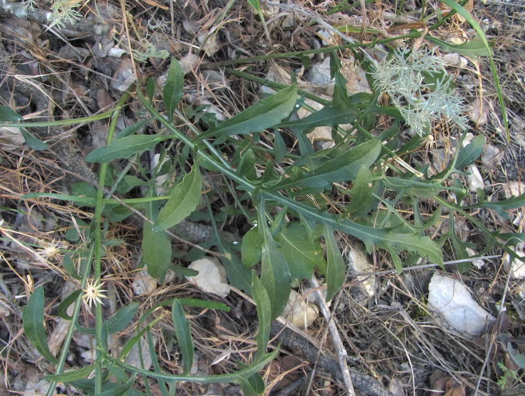 Изображение особи Centaurea carduiformis.