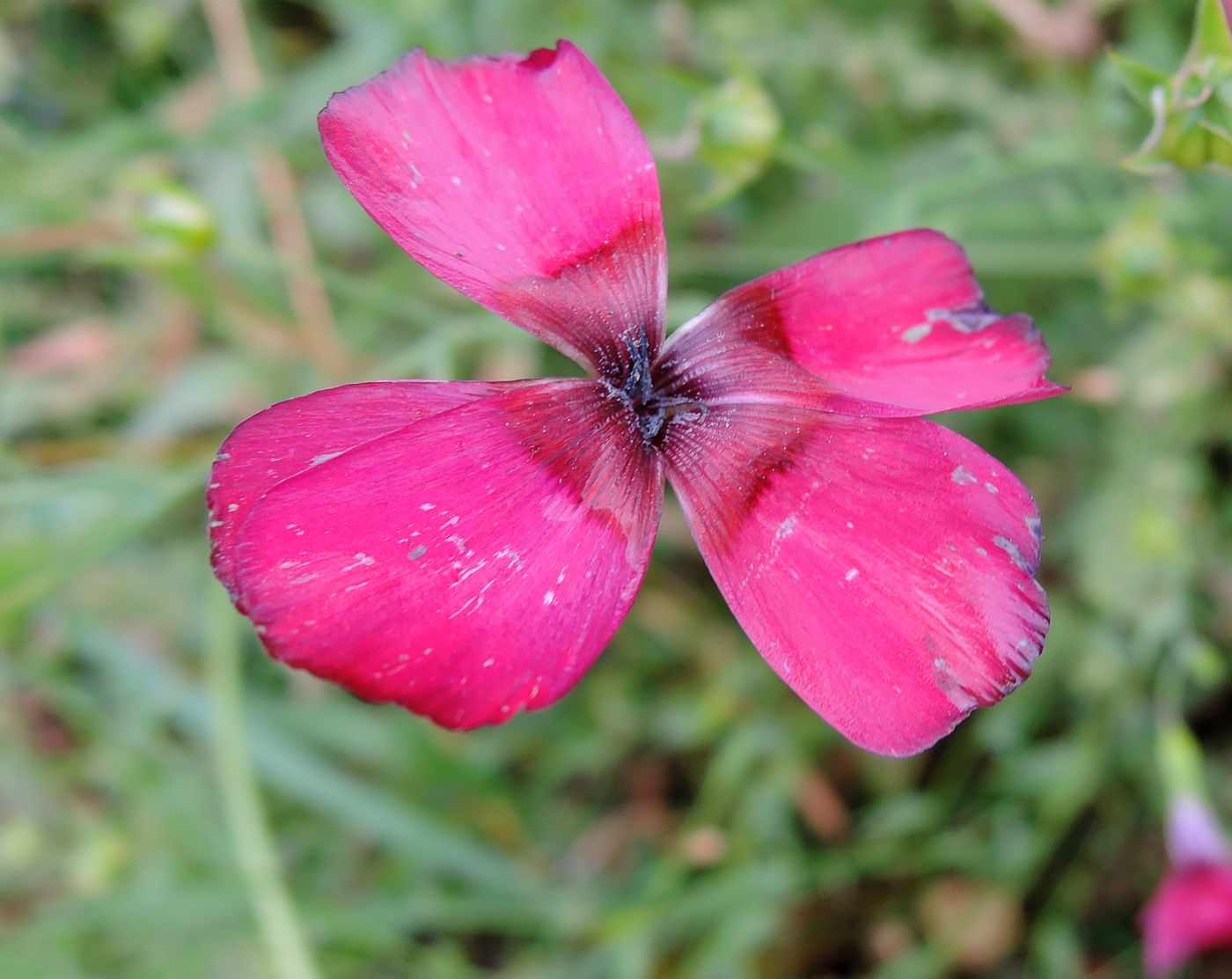 Изображение особи Linum grandiflorum.