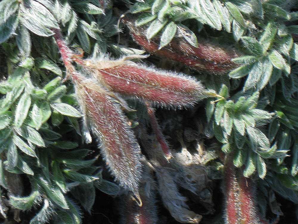 Image of Oxytropis revoluta specimen.