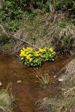 Caltha palustris