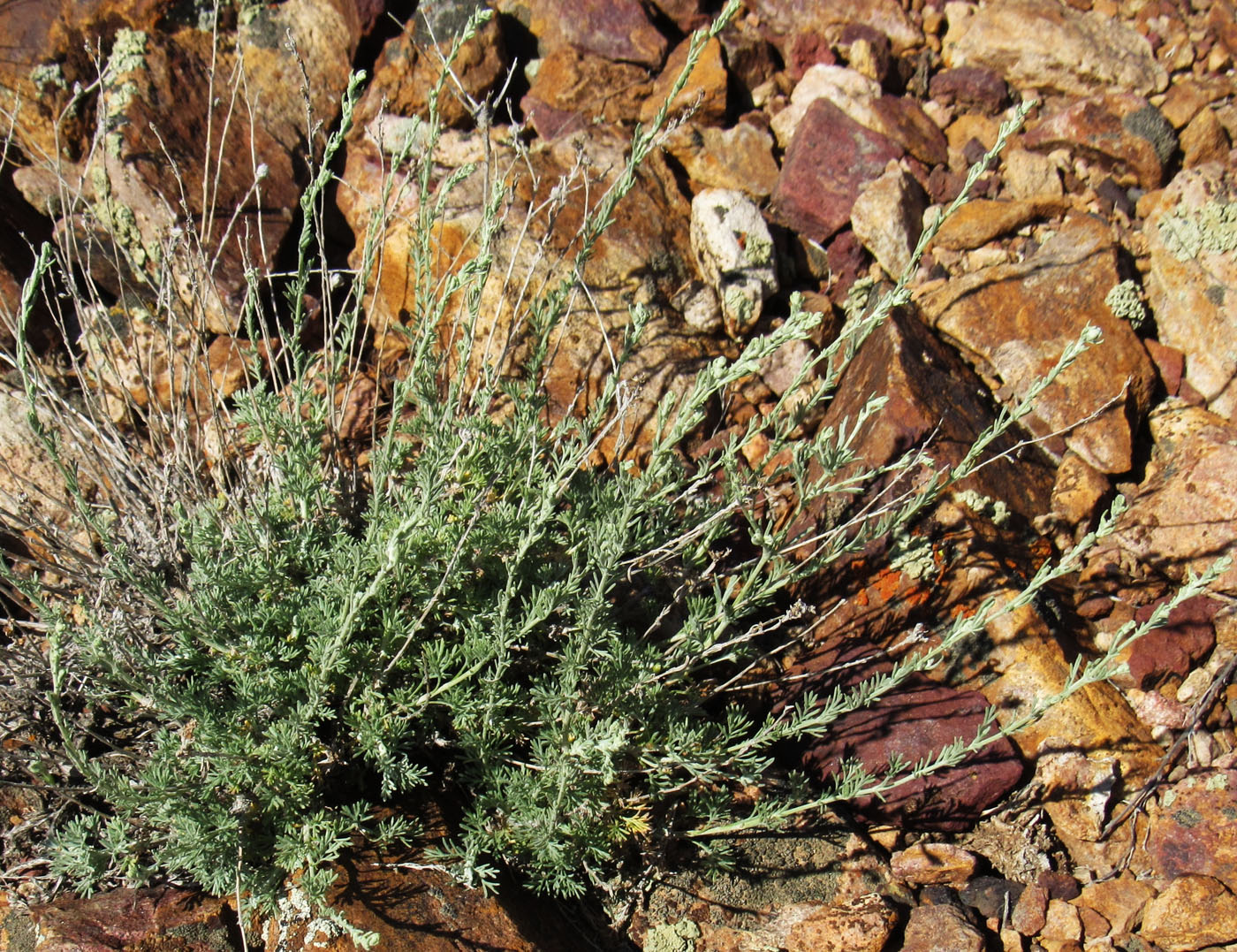 Image of genus Artemisia specimen.