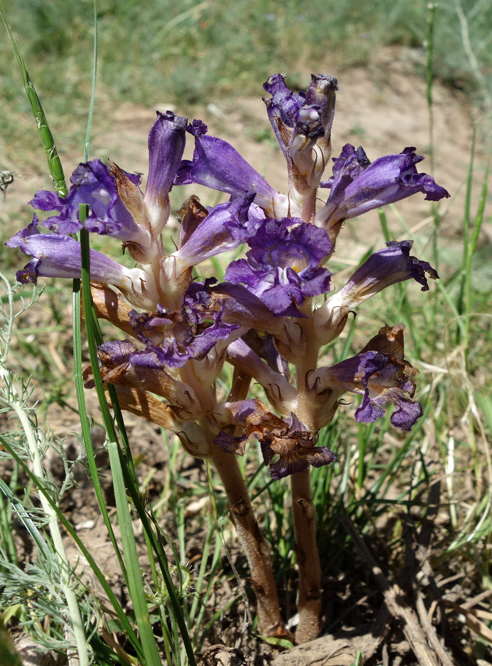 Image of Orobanche amoena specimen.