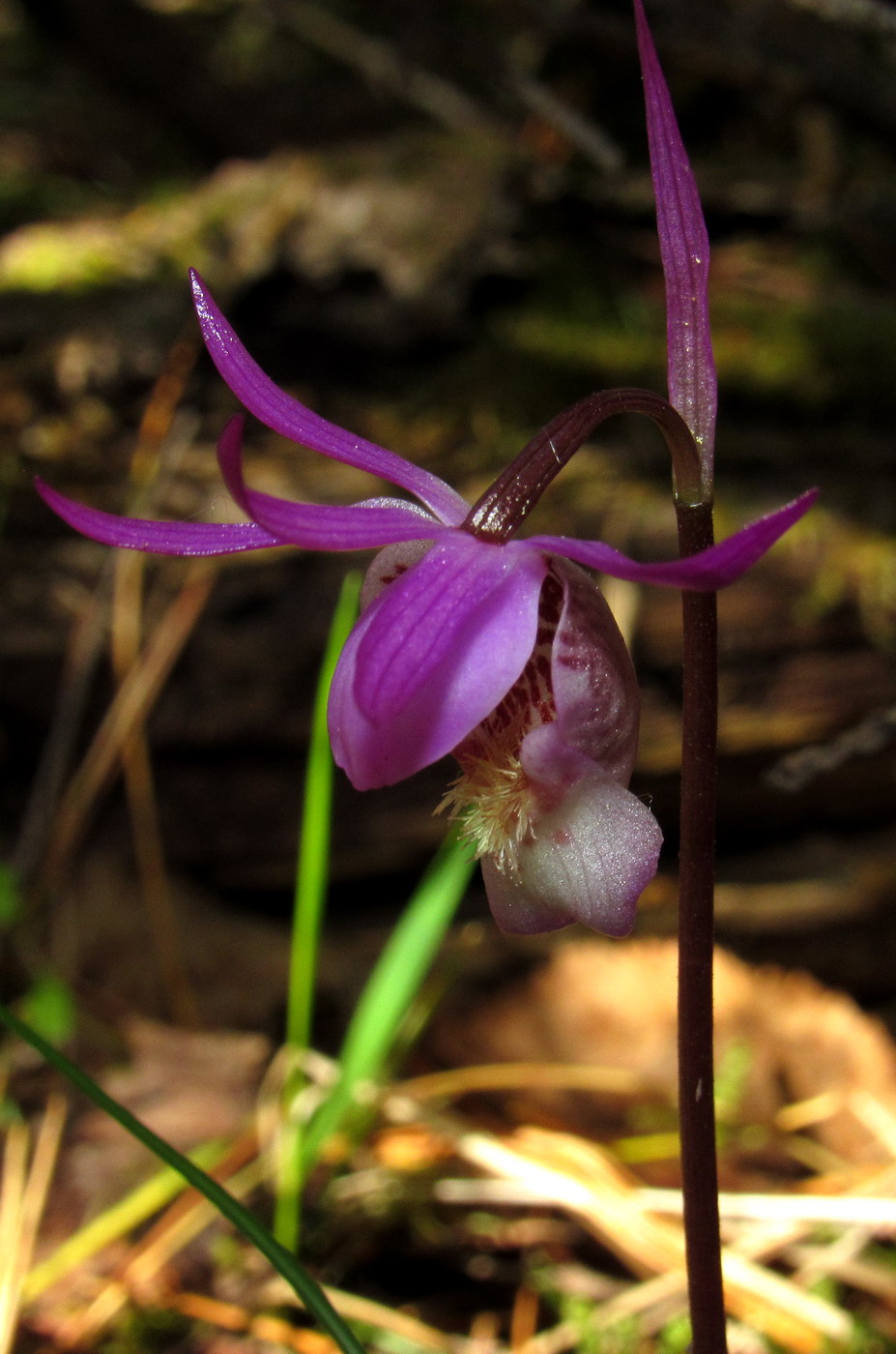 Image of Calypso bulbosa specimen.