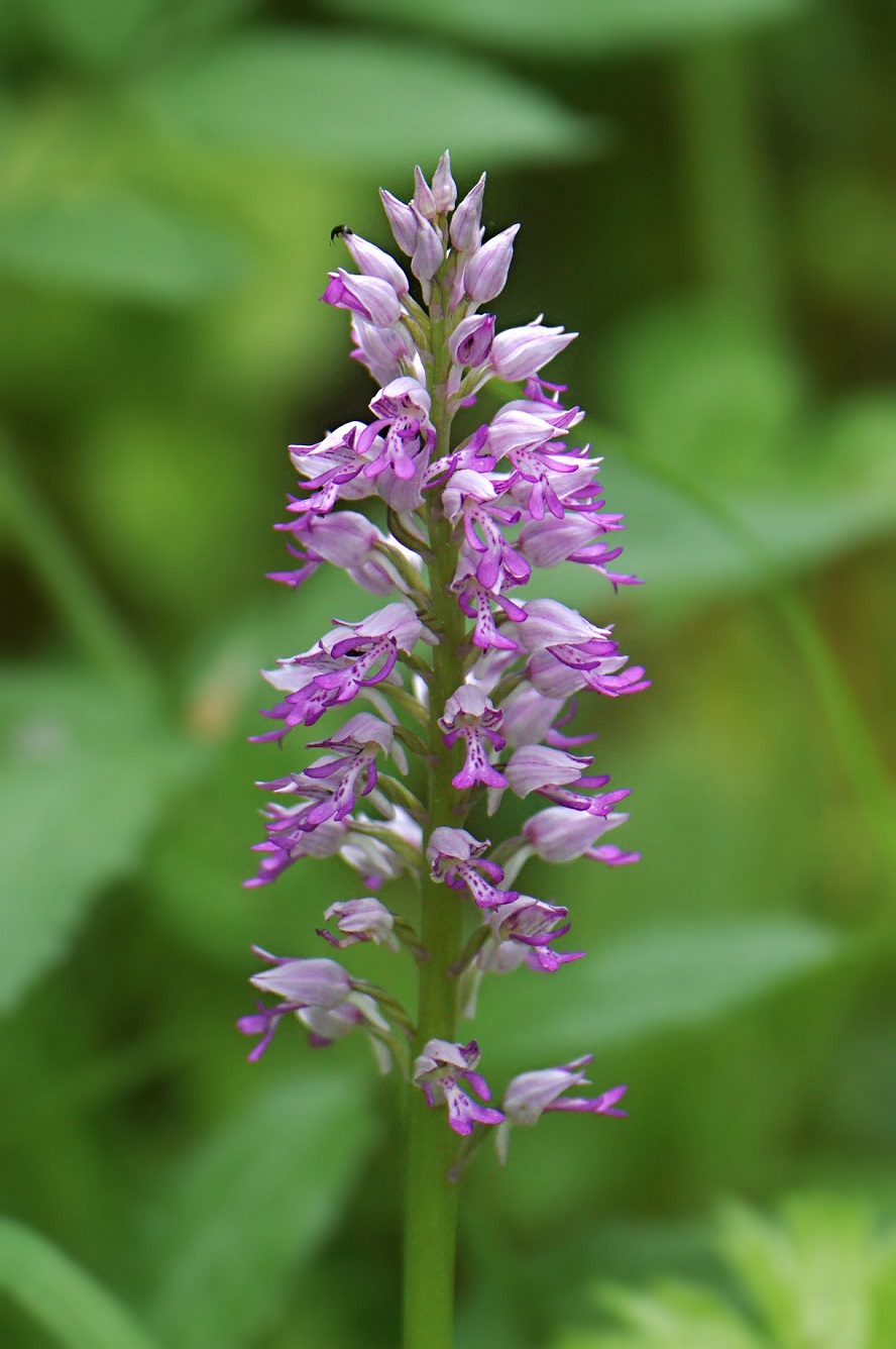 Изображение особи Orchis militaris.