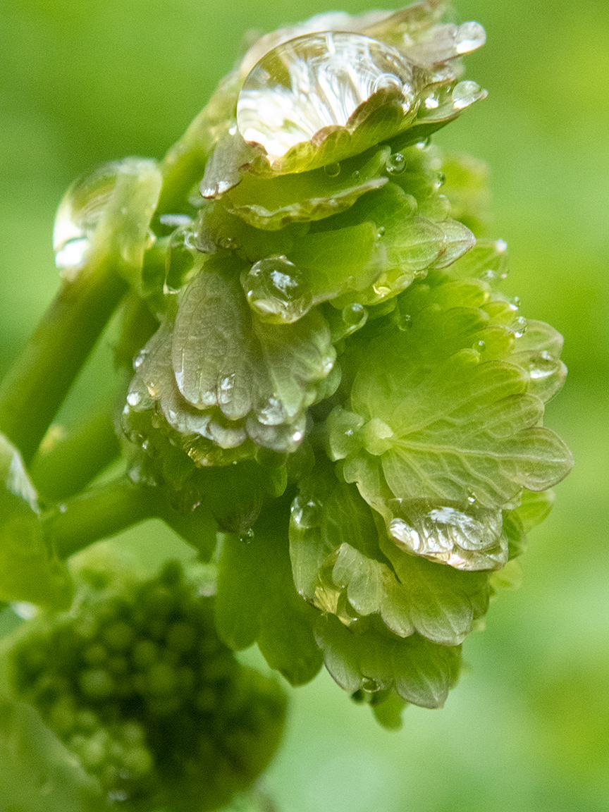 Image of Thalictrum aquilegiifolium specimen.