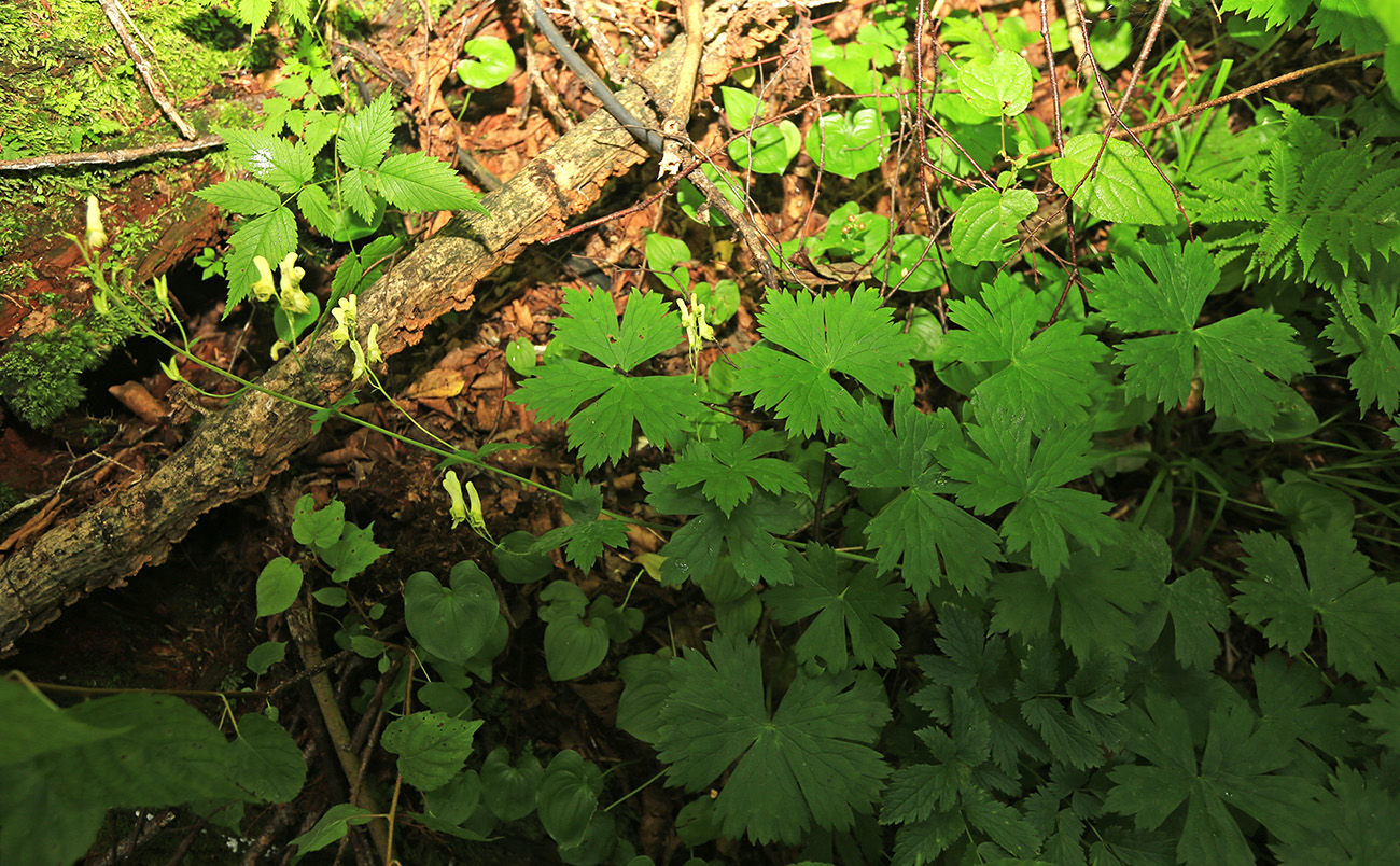 Изображение особи Aconitum puchonroenicum.