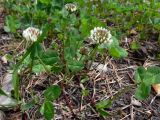 Trifolium repens. Цветущие растения. Свердловская обл., окр. г. Североуральск, сосняк, известняковая скала, южная сторона. 20.06.2010.