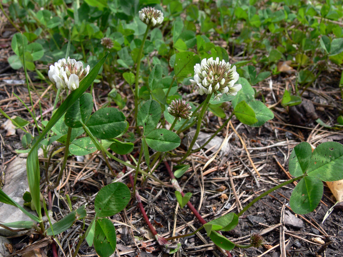 Image of Trifolium repens specimen.