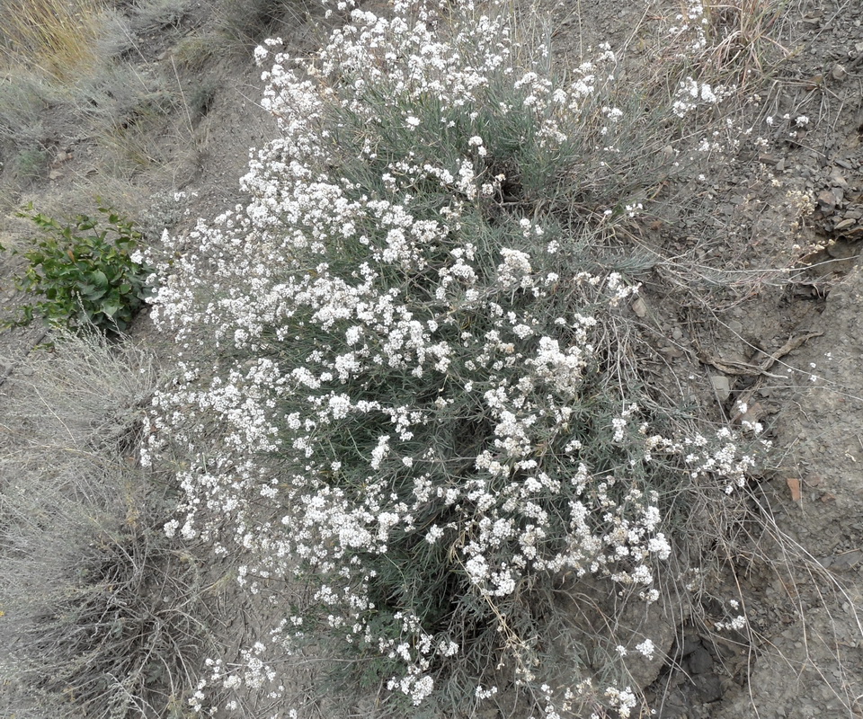 Изображение особи Gypsophila capitata.