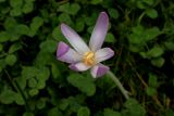 View full-size image Colchicum umbrosum