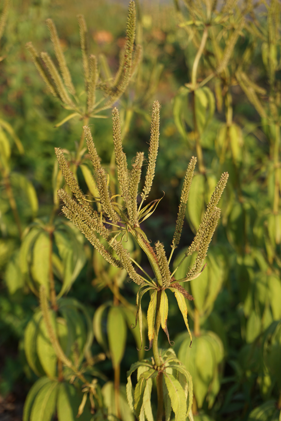 Image of genus Veronicastrum specimen.