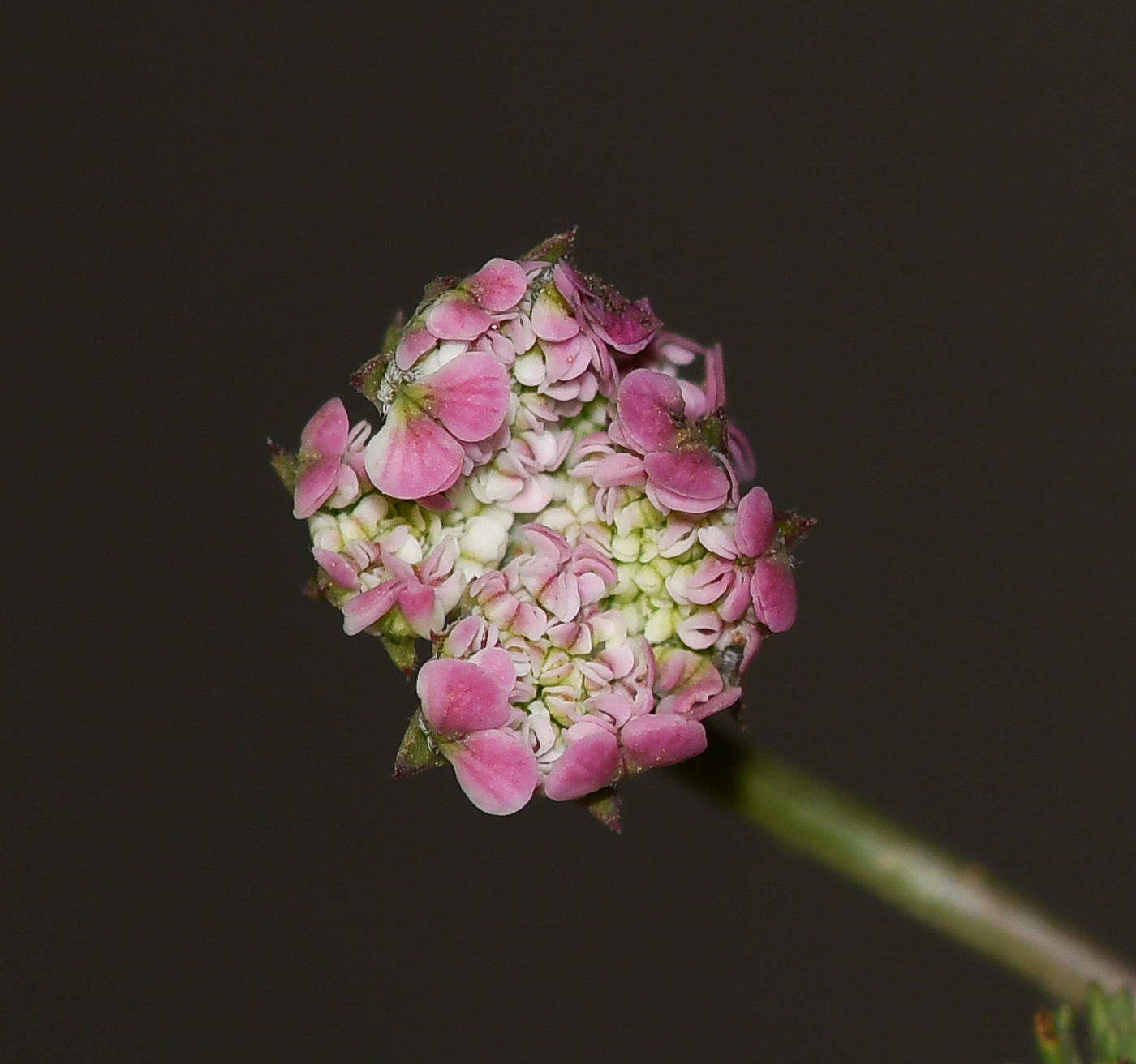 Image of Pseudorlaya pumila specimen.