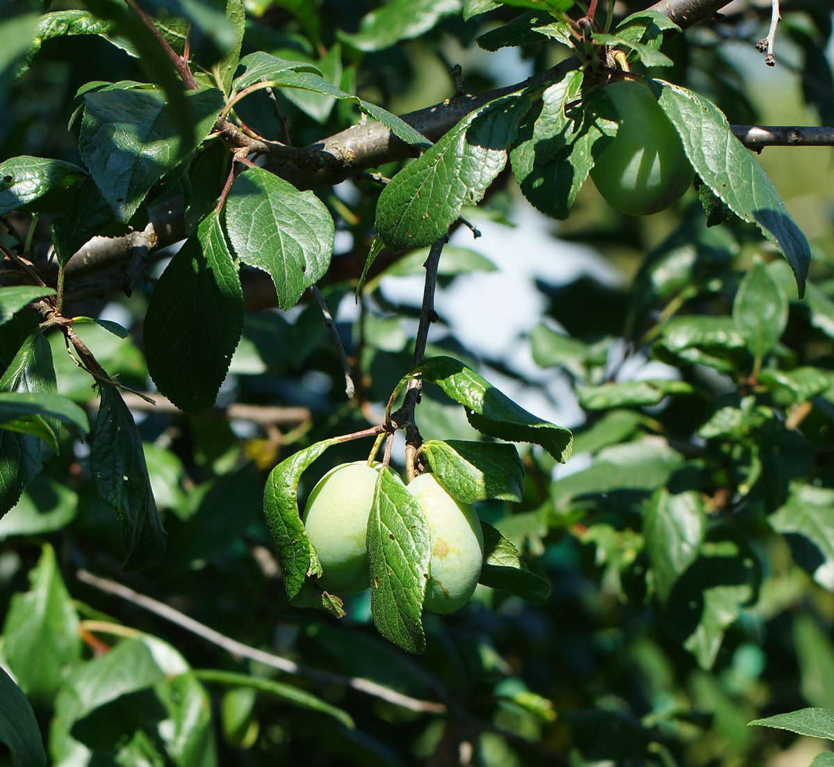 Image of Prunus domestica specimen.