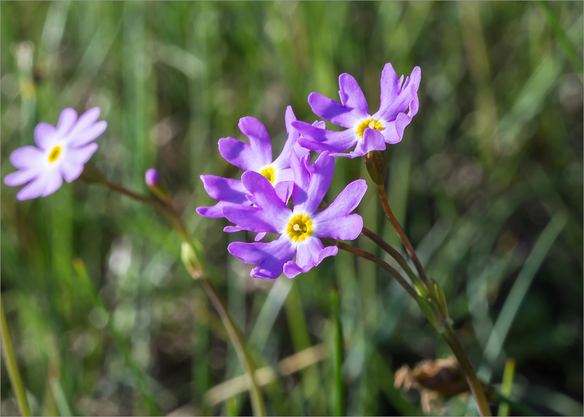 Image of Primula finmarchica specimen.