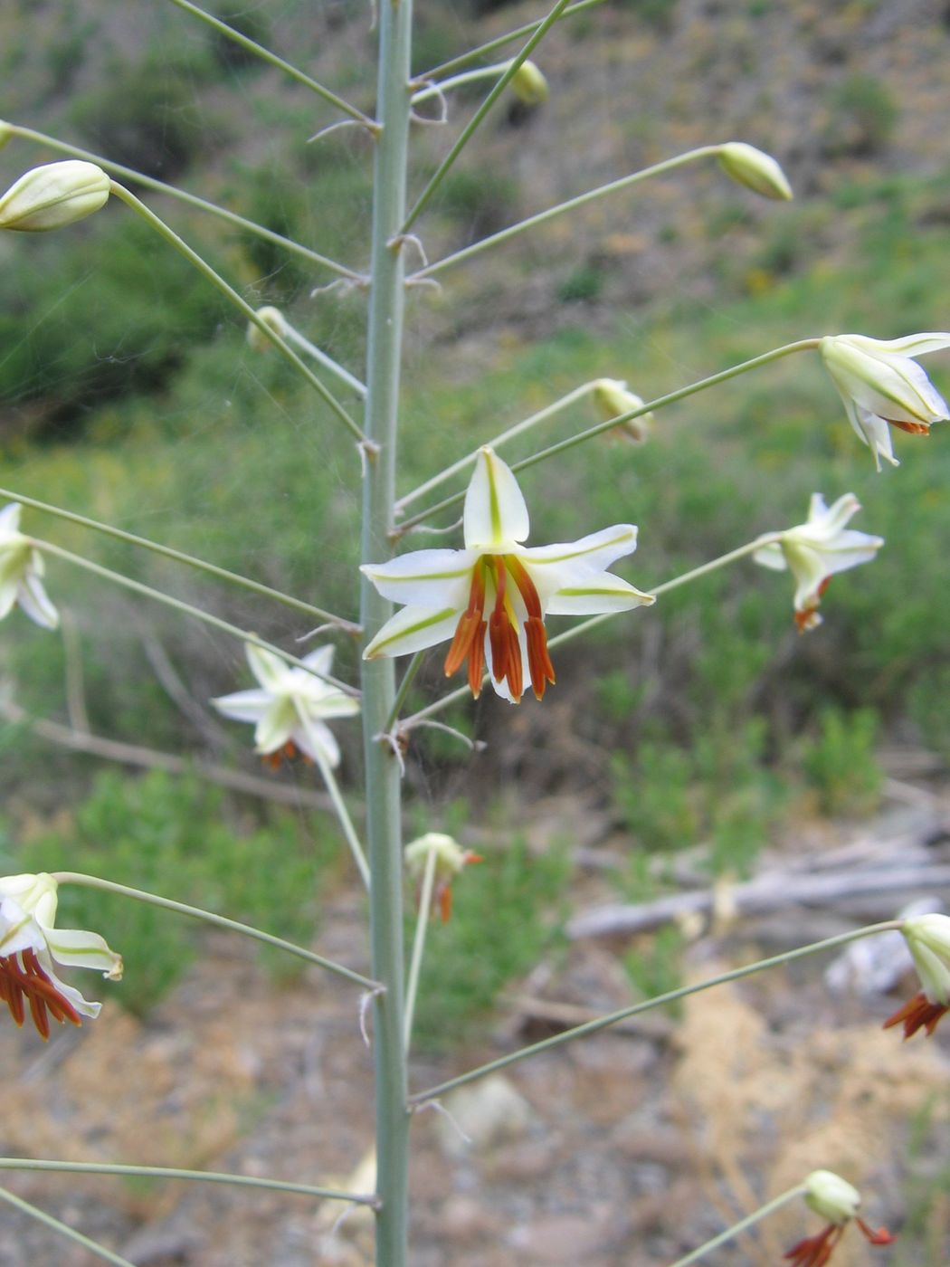 Изображение особи Eremurus soogdianus.