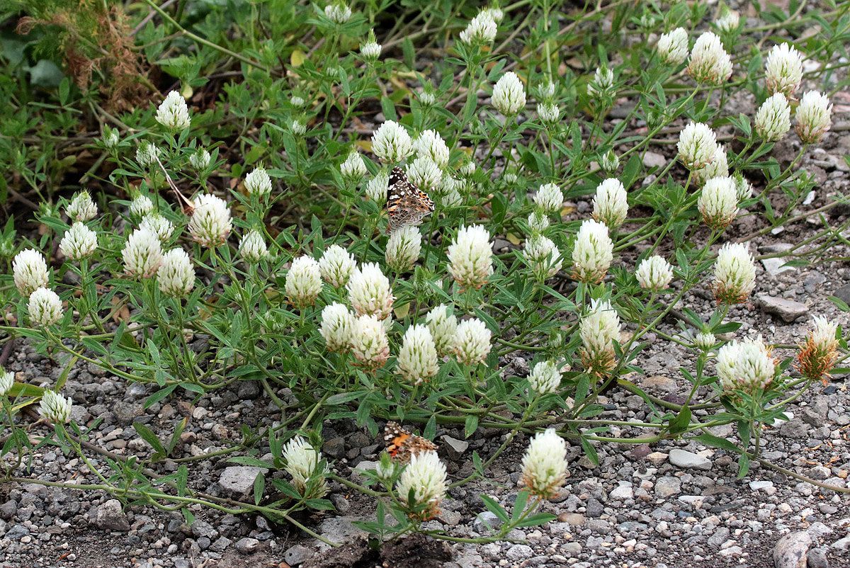 Image of Trifolium apertum specimen.