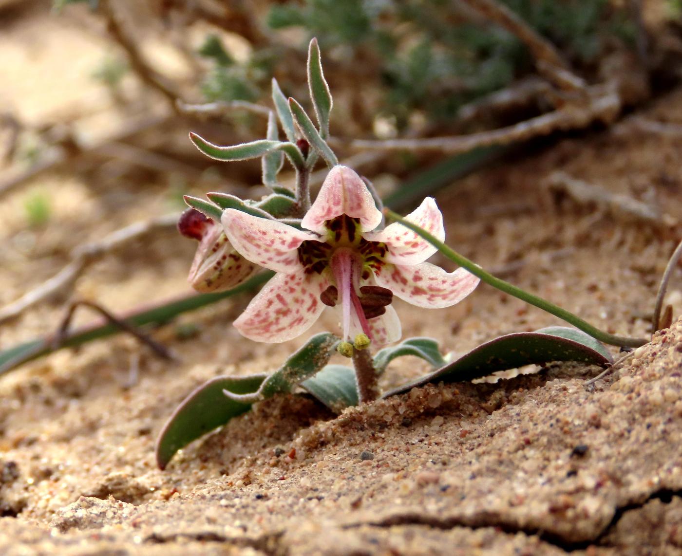 Изображение особи Rhinopetalum karelinii.