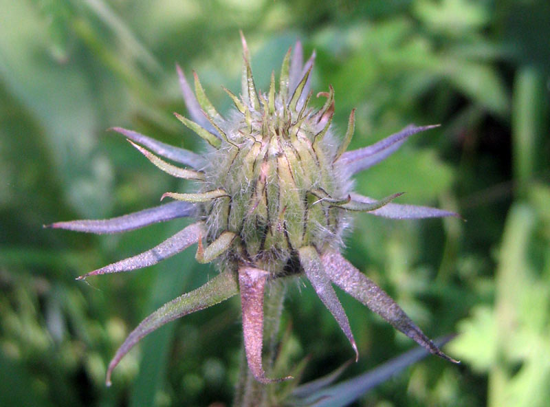 Изображение особи Saussurea sordida.