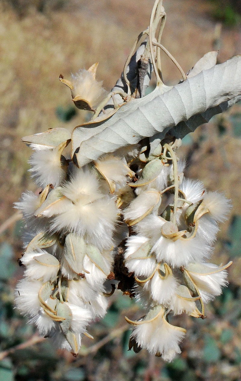 Image of Populus pruinosa specimen.