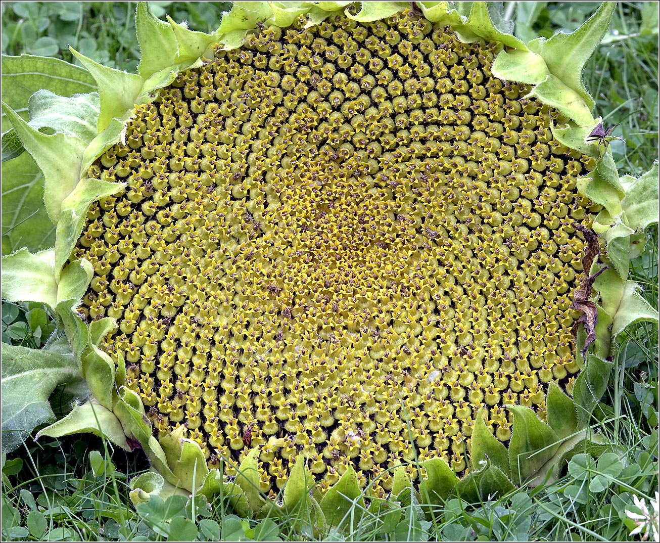 Image of Helianthus annuus specimen.