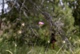 Crocodilium syriacum. Верхушки цветущих и отцветших растений. Израиль, лес Бен-Шемен. 26.04.2019.