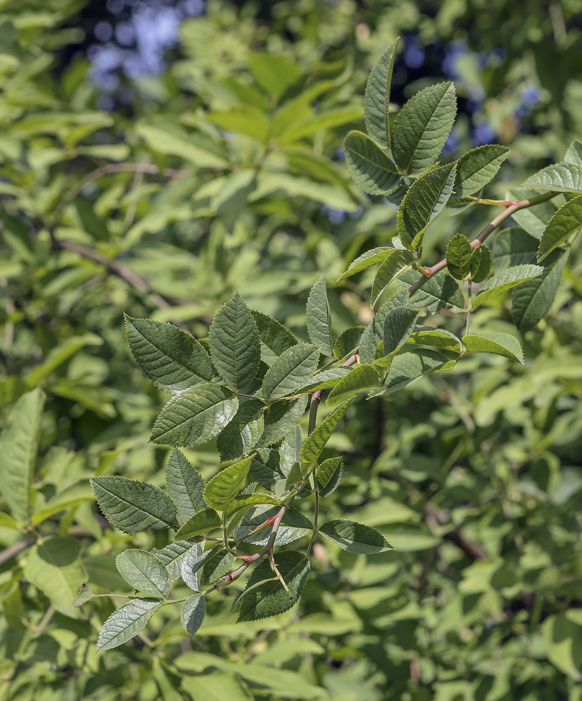 Image of Rosa corymbifera specimen.