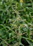 Urtica angustifolia. Верхушка побега с соцветиями. Хабаровский край, р-н им. Полины Осипенко, с. Бриакан, влажный луг. 17.07.2021.