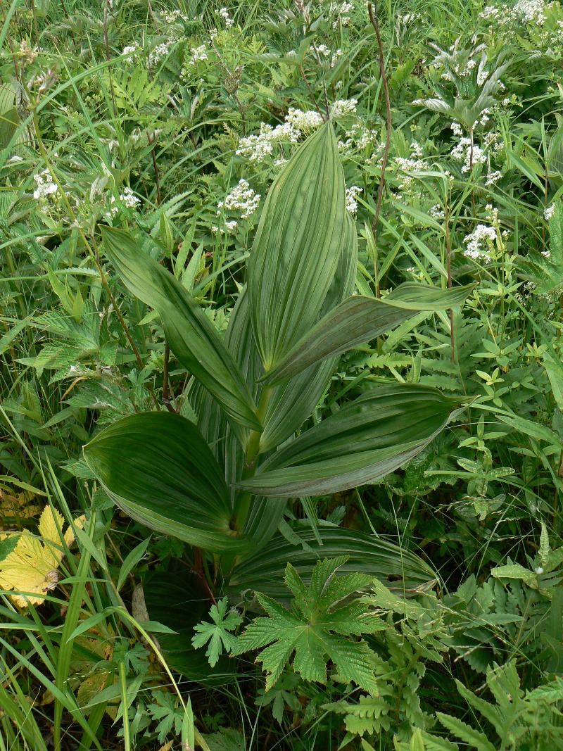 Image of Veratrum dahuricum specimen.