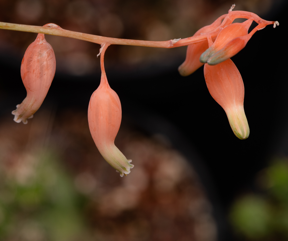 Image of Gasteria obliqua specimen.