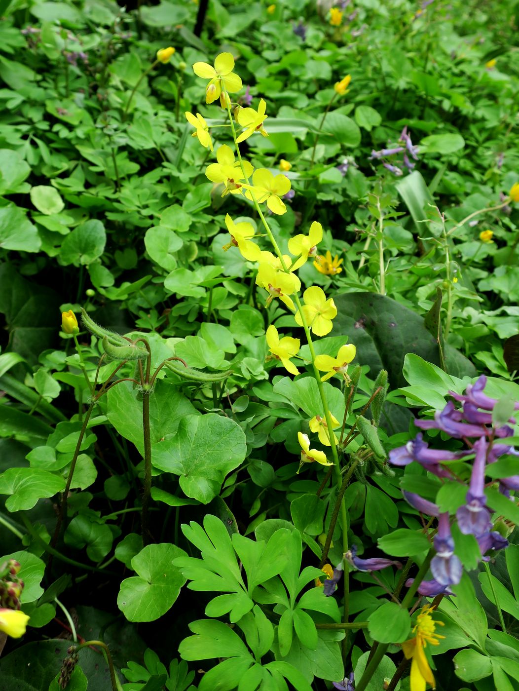 Изображение особи Epimedium colchicum.