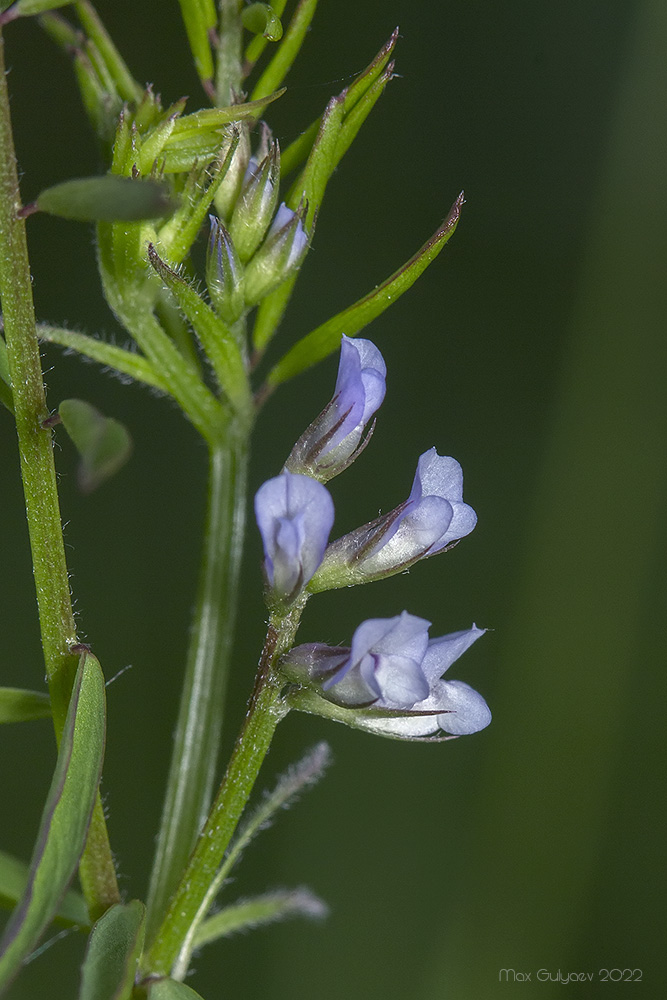 Изображение особи Vicia loiseleurii.