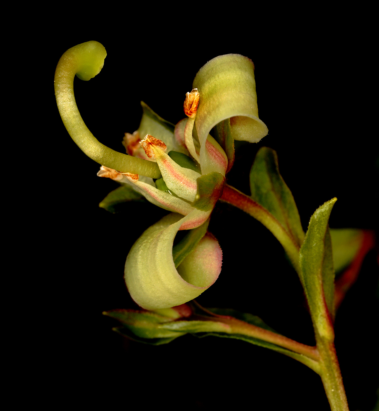 Image of Elliottia bracteata specimen.