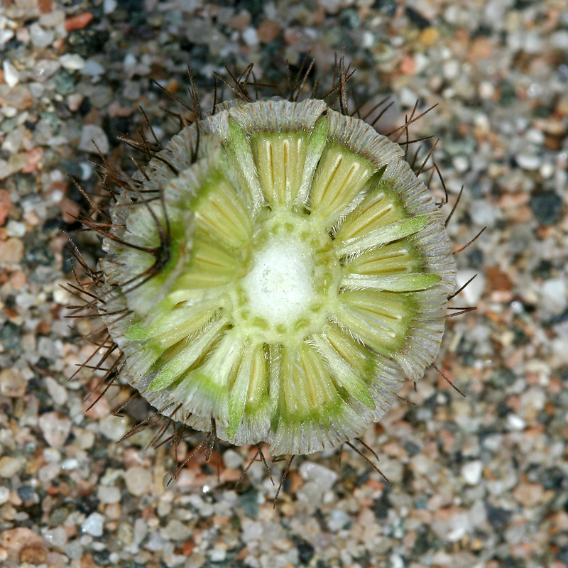 Изображение особи Scabiosa sosnowskyi.