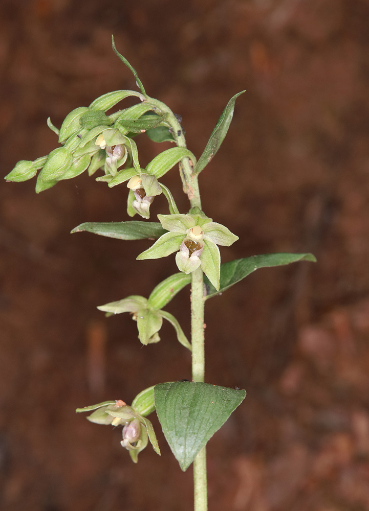 Изображение особи Epipactis persica.