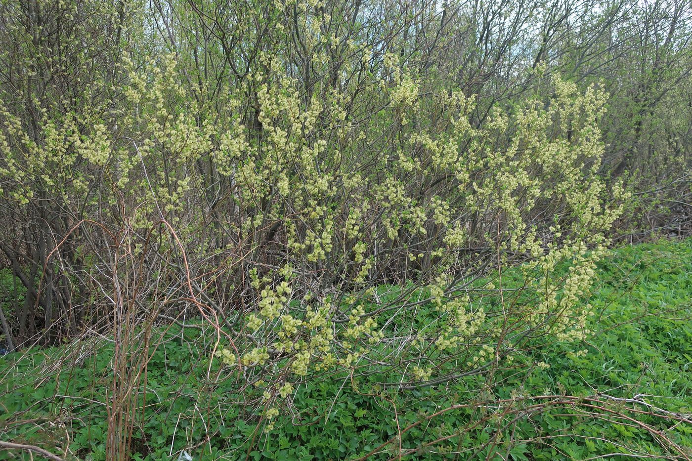 Image of Salix myrsinifolia specimen.