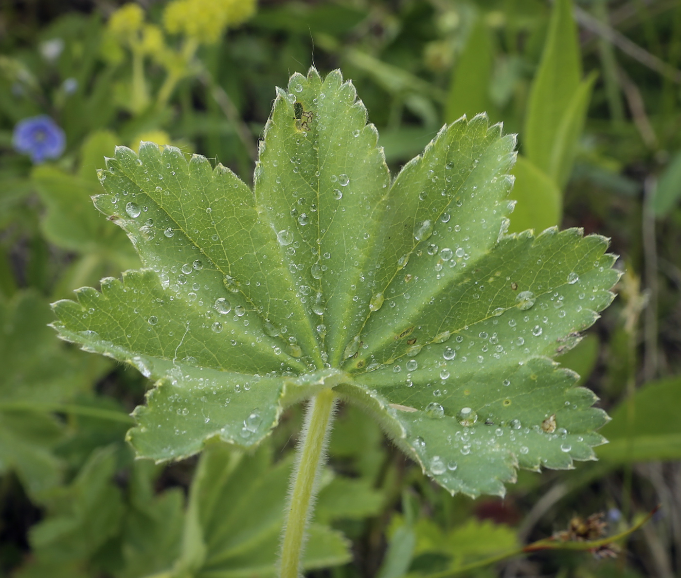 Image of genus Alchemilla specimen.