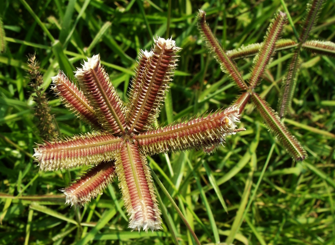 Изображение особи Dactyloctenium aegyptium.