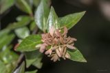 Abelia × grandiflora. Отцветшее соцветие. Крым, городской округ Ялта, пгт Форос, парк. 25.09.2022.